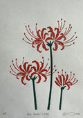 Red Spider Lilies